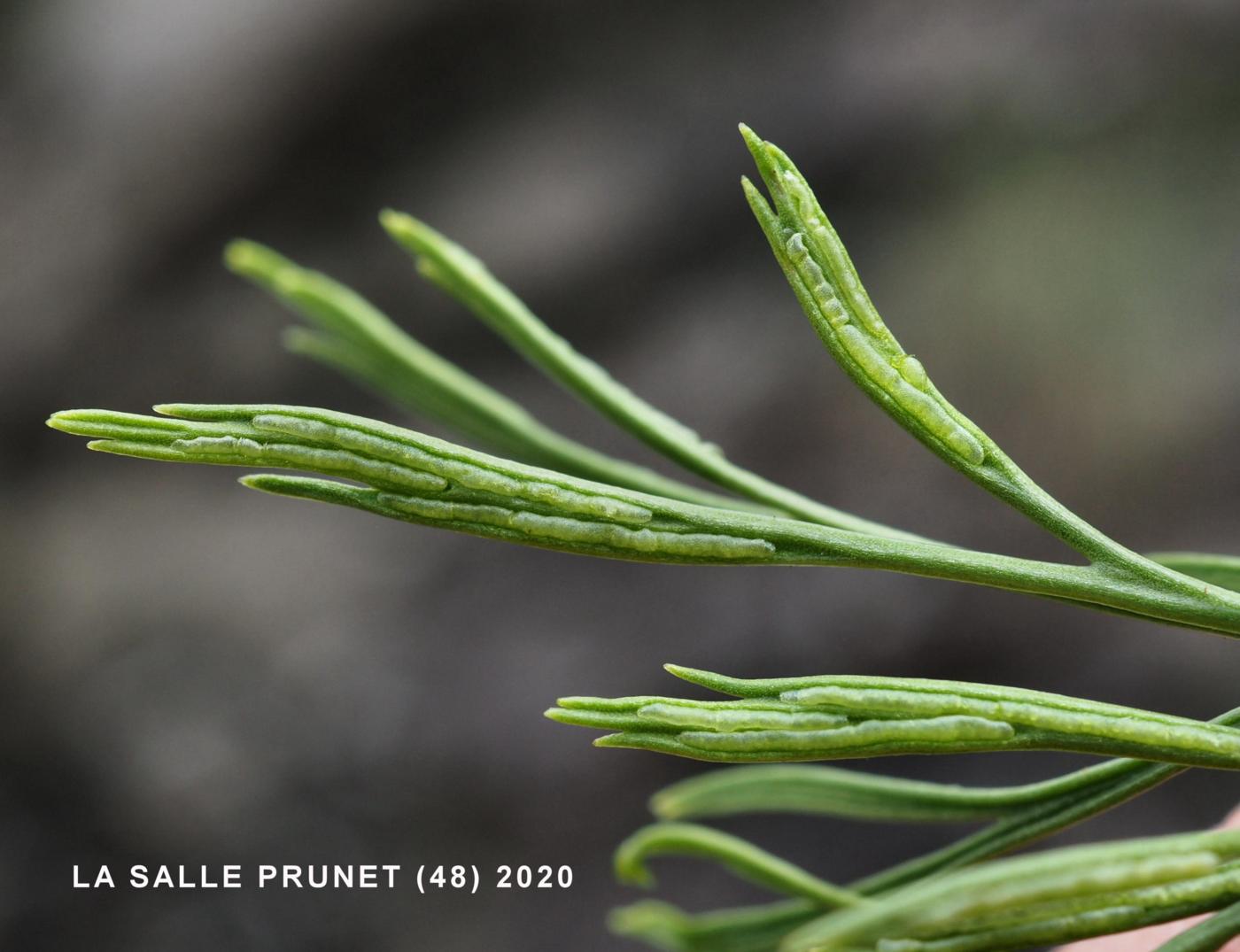 Spleenwort, Forked flower